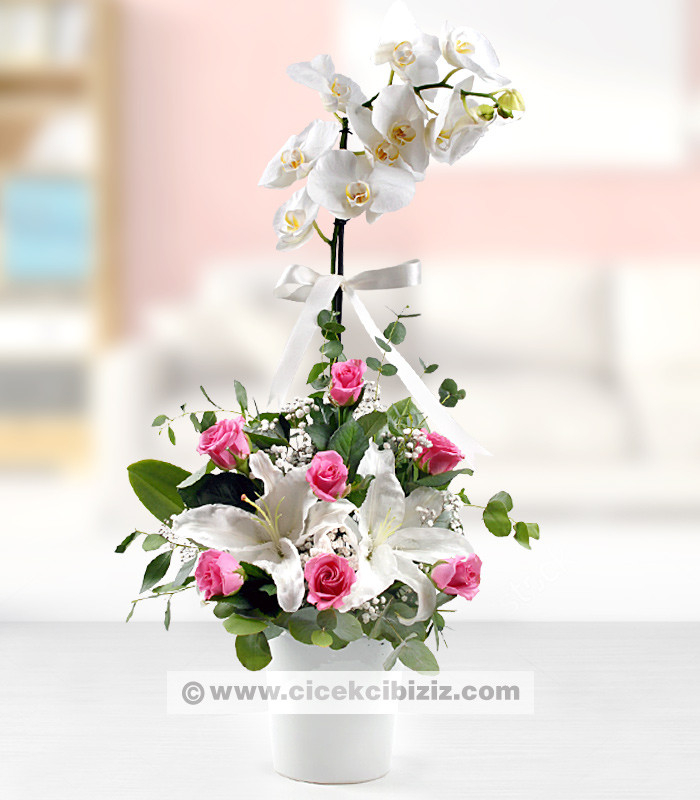 Beyaz Orkide Pembe Güller