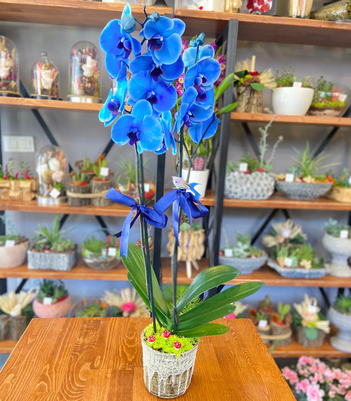 İkili Mavi Orkide